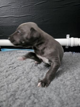 Image 5 of Whippet kc reg puppiesavailable
