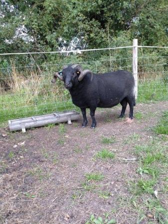 Image 2 of Black Welsh crossbred Ram 4yr old