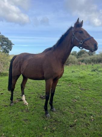 Image 1 of 15.3 9 year old thoroughbred mare