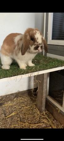 Image 2 of 1 year old rabbit for sale