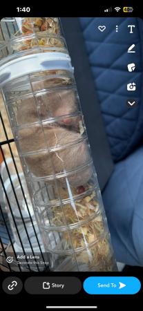Image 4 of Syrian hamster 1 years old