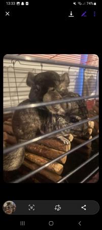 Image 5 of 2 beautiful chinchillas for rehoming