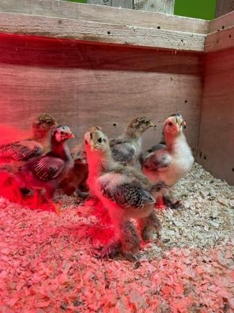 Image 2 of Brahma chickens, hatching eggs and chicks available!