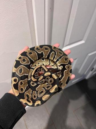 Image 6 of Multiple  ball pythons for sale