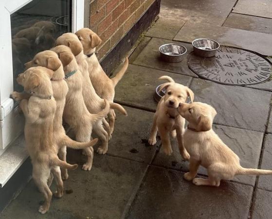 Image 13 of Beautiful Labrador puppies ready to go