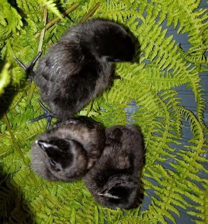 Image 2 of Purebred chicks different breeds