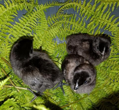 Image 2 of Various Purebred chicks (see advert)