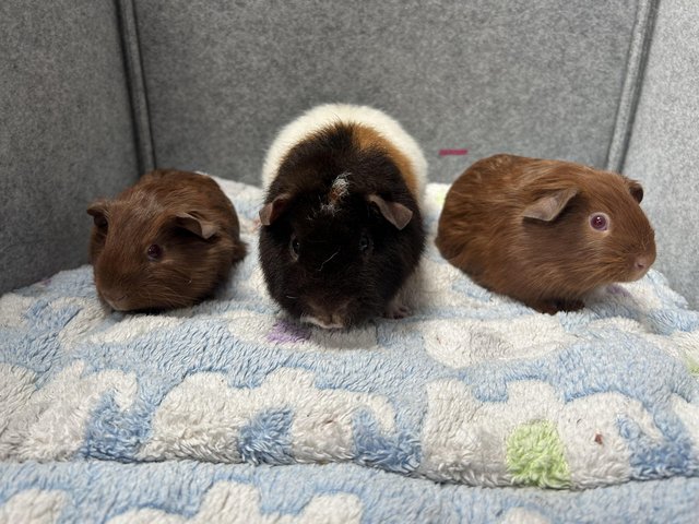 Preview of the first image of Guinea pigs baby boars / Teddy.
