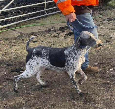 Image 2 of REDUCED German Pointer Poodle Puppies For Sale