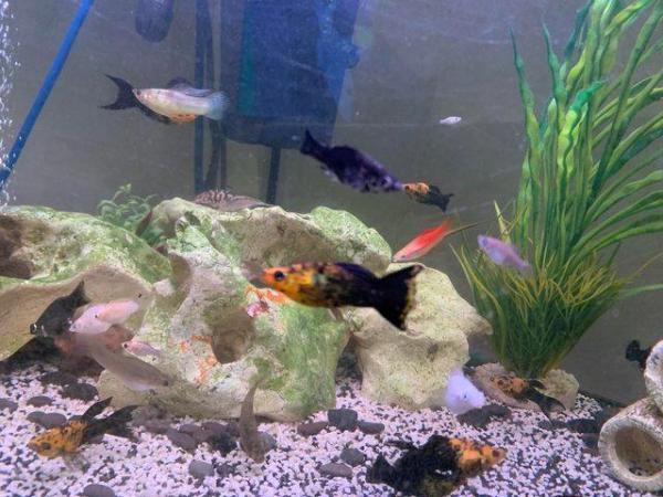 Image 5 of 50p assorted mollies, balloon mollies and swordtail fish