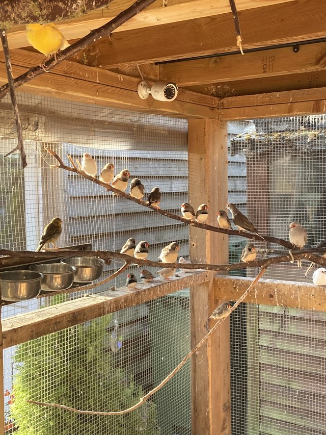 Zebra finches aviary bred — photo 3 of 4