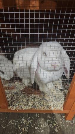 Image 3 of Gorgeous Doe *100% Giant French Lop*