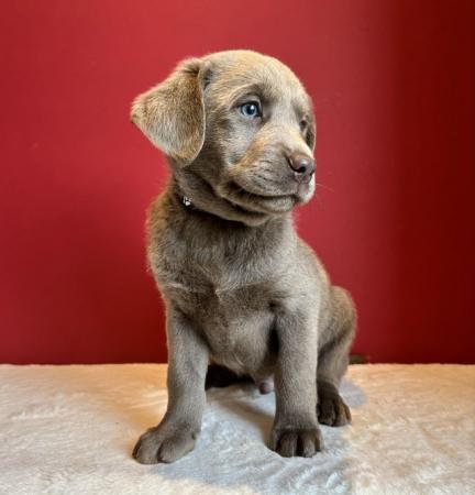 Image 6 of Silver Labrador male, ready now, parents fully health tested