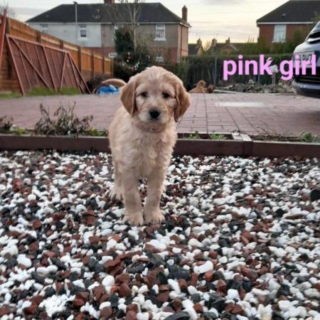 Image 10 of SOLD OUT quality red girls goldendoodle x irishdoodle