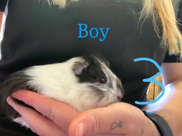 Image 6 of Female and male Guinea pigs for sale
