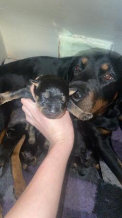 Image 2 of 2 boys and 2 girls Rottweiler puppies left