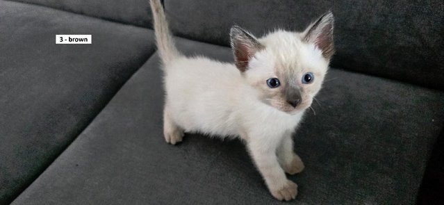 Image 17 of 5 Male Siamese kittens for sale - 3 LEFT - WHITE, GREY SOLD