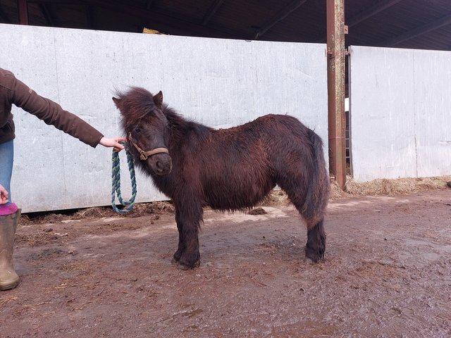 Preview of the first image of Well bred standard shetland colt.