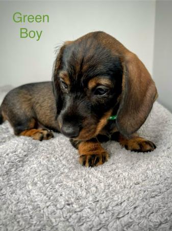 Image 8 of Miniature Dachshund Puppies KC Registered