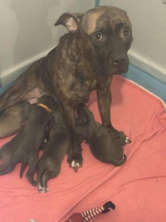 Image 3 of TWO GIRLS LEFT READY TO GO! CANECORSO X STAFF PUPS