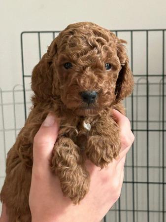 Image 17 of Red, apricot and black cockapoo pups (2 female / 3 male left
