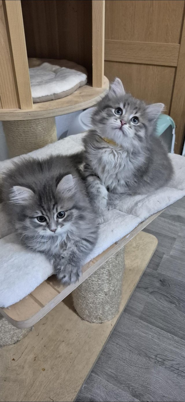 PedigreeSiberiangirl and boys available 