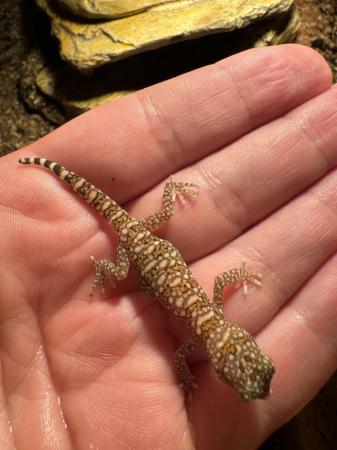 Image 1 of 3 Stenodactylus sthenodactylus male and female and 1 baby