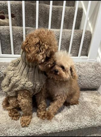 Image 4 of Unique teacup Asian and toy poodle puppy