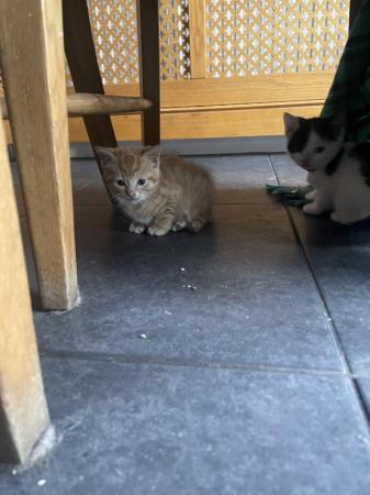 Image 18 of 9 week old kittens for sale