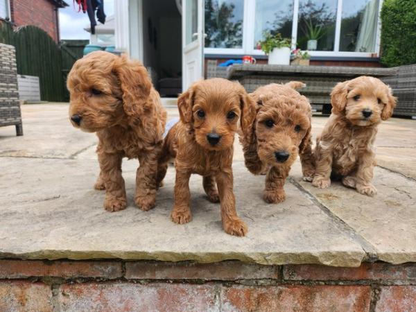 Image 16 of GORGEOUS COCKAPOO PUPPIES FOR SALE