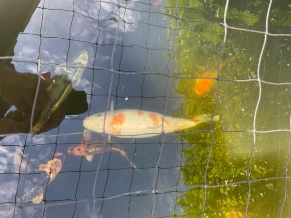 Image 3 of Japanese Koi reared from fry