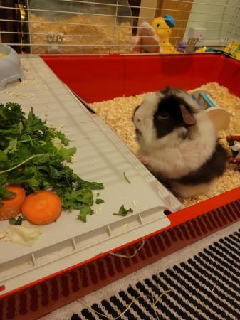 Image 3 of Full guinea pig set up including female pig outdoor cage and