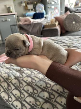 Image 34 of French bulldog Puppys quality litter PP avail