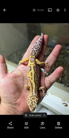 Image 7 of Some stunning leopard geckos males and females