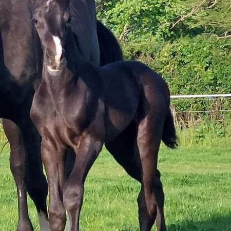 Image 1 of Lovely Gribaldi Broodmare for sale