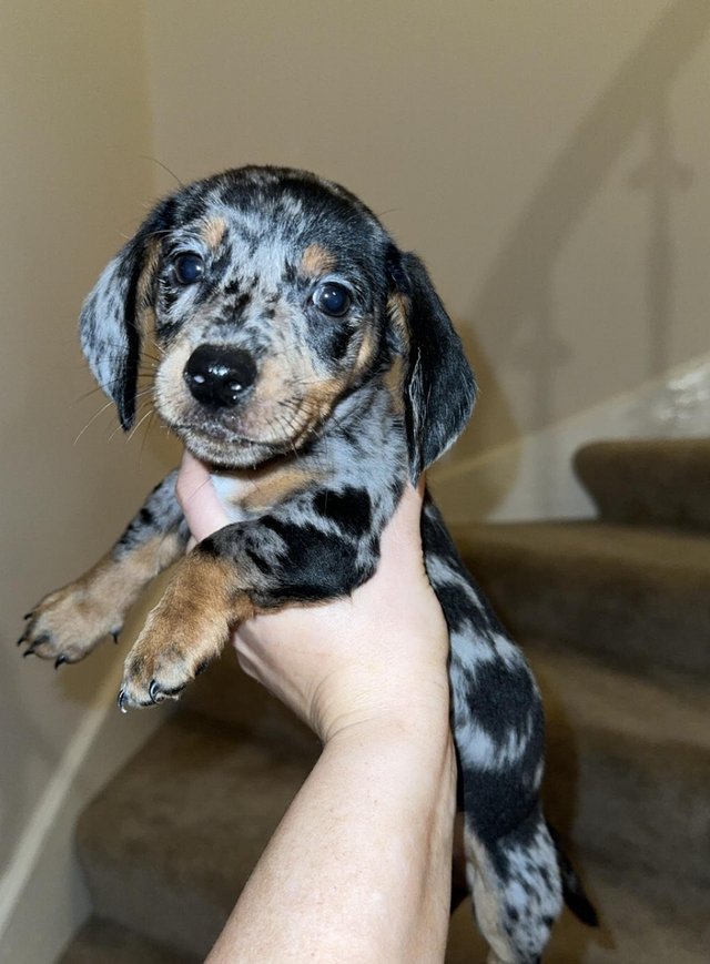 Blue merle jack outlet russell