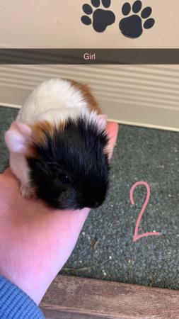 Image 2 of Female and male Guinea pigs for sale