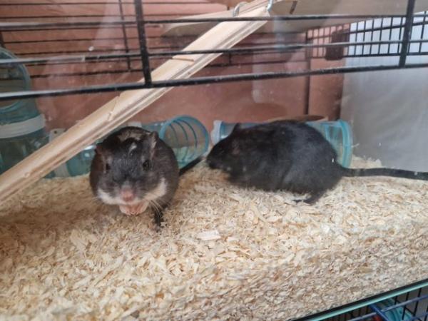 Image 2 of 2 male gerbils for adoption