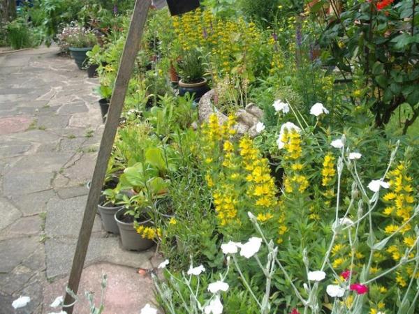 Image 1 of Large Variety Of Hardy Garden Plants (in large pots)