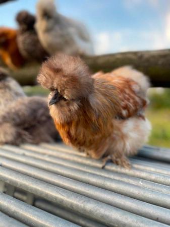 Image 2 of SILKIE PULLETS / POINT OF LAY - READY NOW