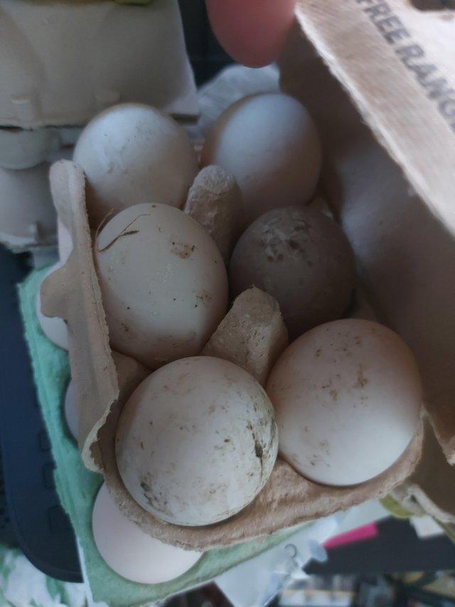 Preview of the first image of Fertile duck eggs for hatching.