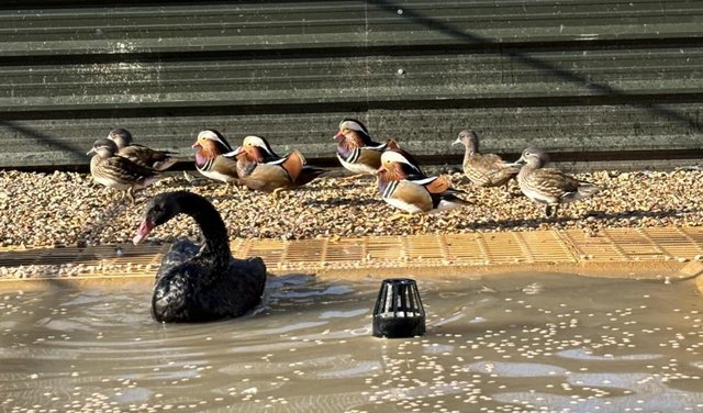 Image 1 of 2023 Mandarin ducks available