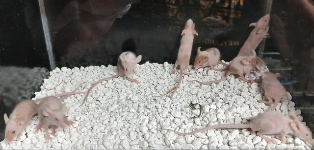 Image 1 of Naked , Tri coloured , curly coated , Fancy coloured mice