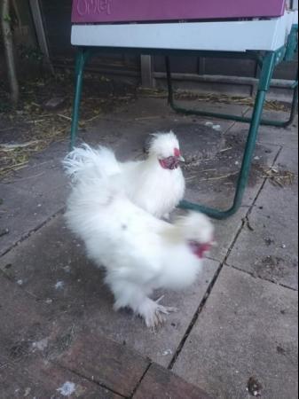 Image 2 of 8 month old Silkies (x 3)