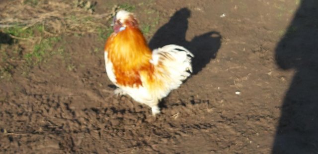 Image 3 of Handsome young bantam cockerel very docile good home please