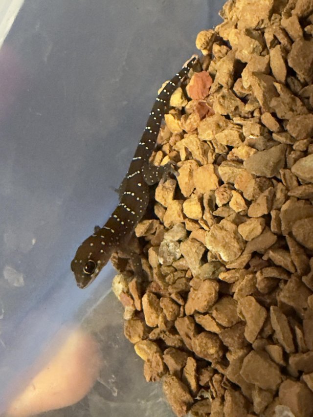 Thick toed tiger geckos — photo 2 of 4
