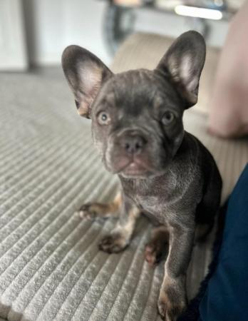 Image 5 of French bulldog female 10 months old