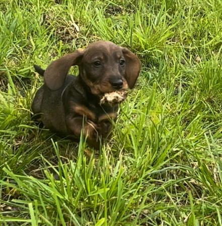 Image 2 of Ready now wire haired dachshund