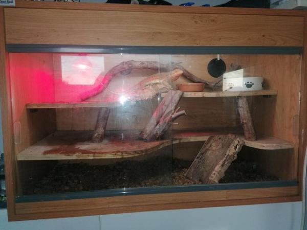 Image 7 of Orange female bearded dragon and complete set up for salr