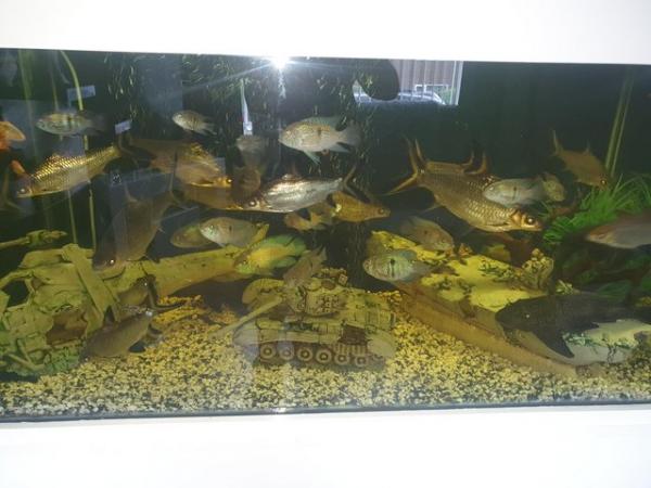 Image 3 of 5ft fish tank all included